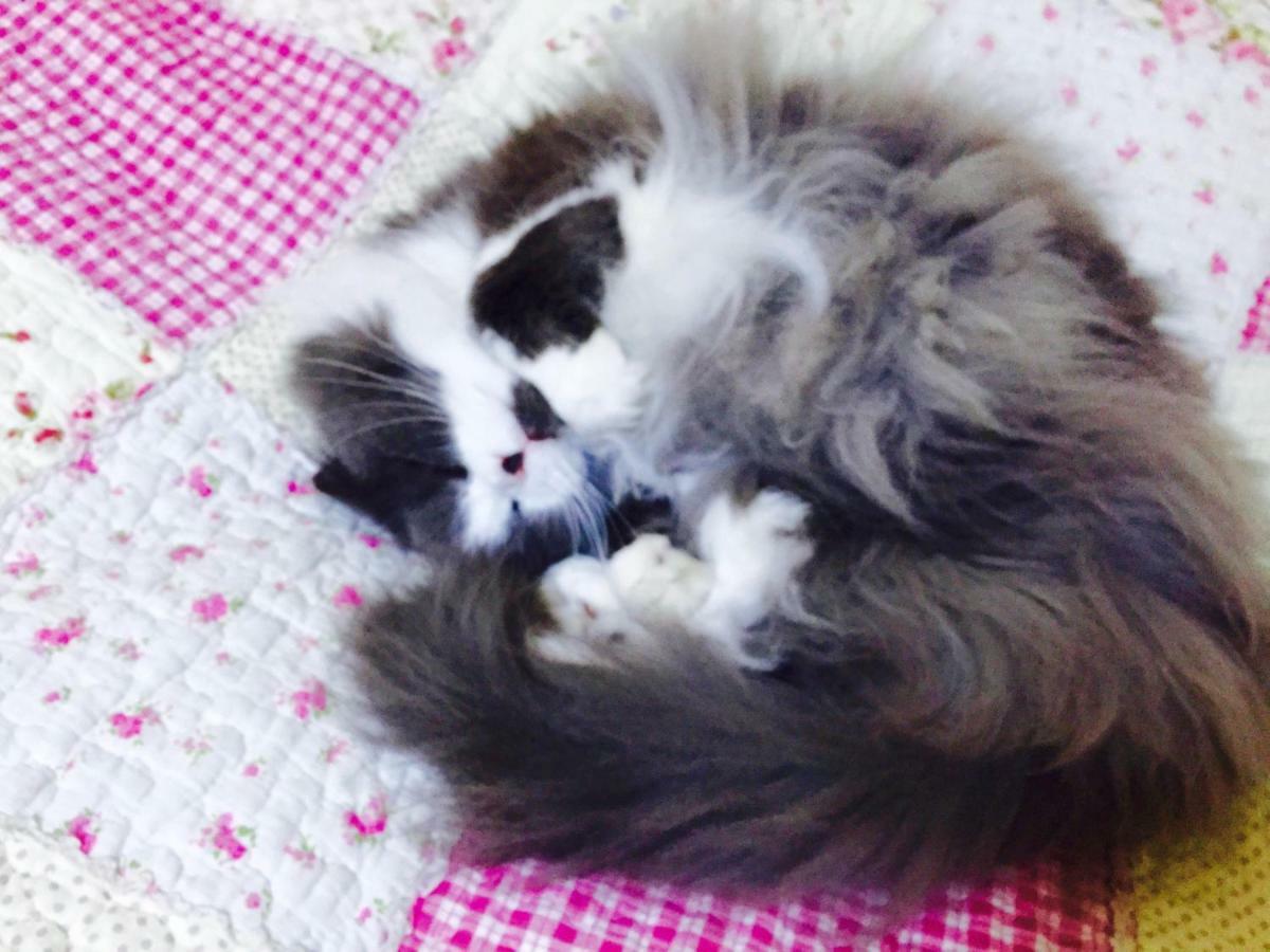 Mt Fuji Cat&Dog&Spa Pension Blue Poppy Fujikawaguchiko Exterior foto