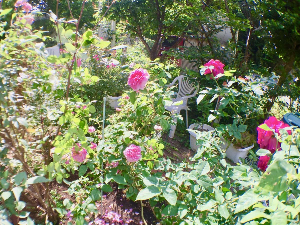 Mt Fuji Cat&Dog&Spa Pension Blue Poppy Fujikawaguchiko Exterior foto